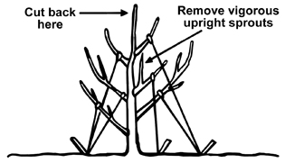 Pear tree with strings training the branches. Remove vigorous upright sprouts