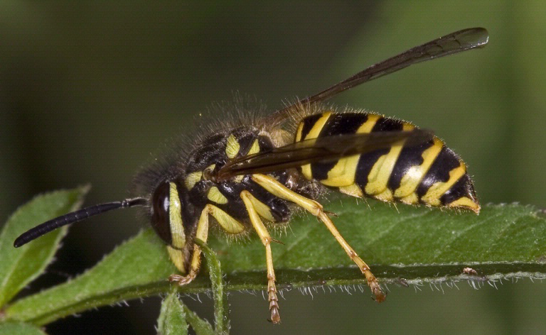 stinging flying insects