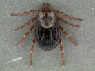 American Dog Tick