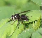 Baldfaced Hornet photo