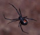Black Widow Spider photo