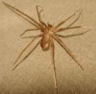 Brown Recluse Spider photo