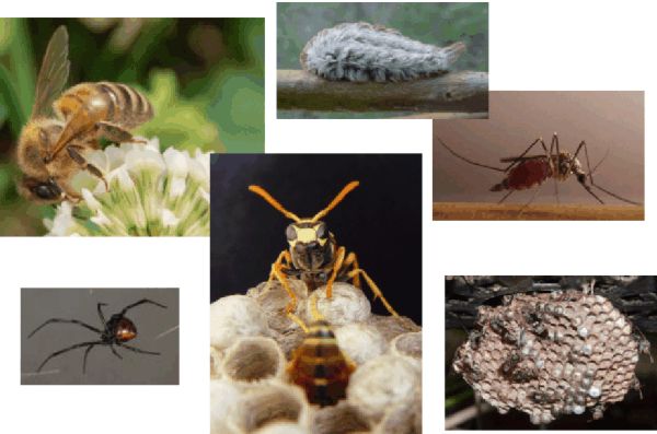 insects that burrow in human skin