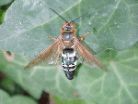 Cicada Killer photo