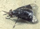 Deer Fly photo