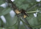 European Hornet photo