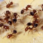 Fire Ants photo