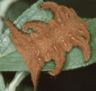Hag Moth caterpillar