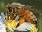 Honey Bee photo