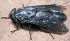 Horse Fly photo