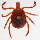 Lone Star Tick photo