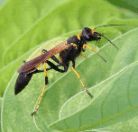 Pipe Organ mud-dauber photo