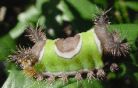 Saddleback caterpillar photo