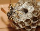 Photo of umbrella wasp on nest