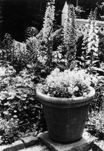 Plants in containers in a garden