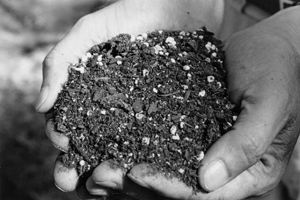 hands full of soilless potting mixture