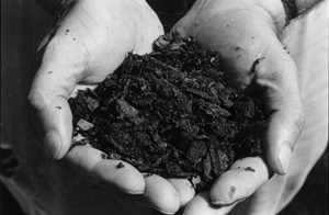 hands full of ground pine bark