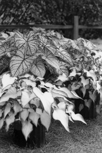 Caladiums in 3 gallon containers