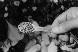 Spoonful of garden type fertilizer