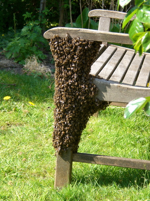 A bee swarm covers part of a wooden bench in a garden.