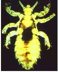 adult head louse