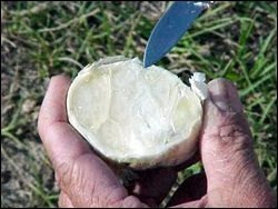 Wrapper leaves on garlic