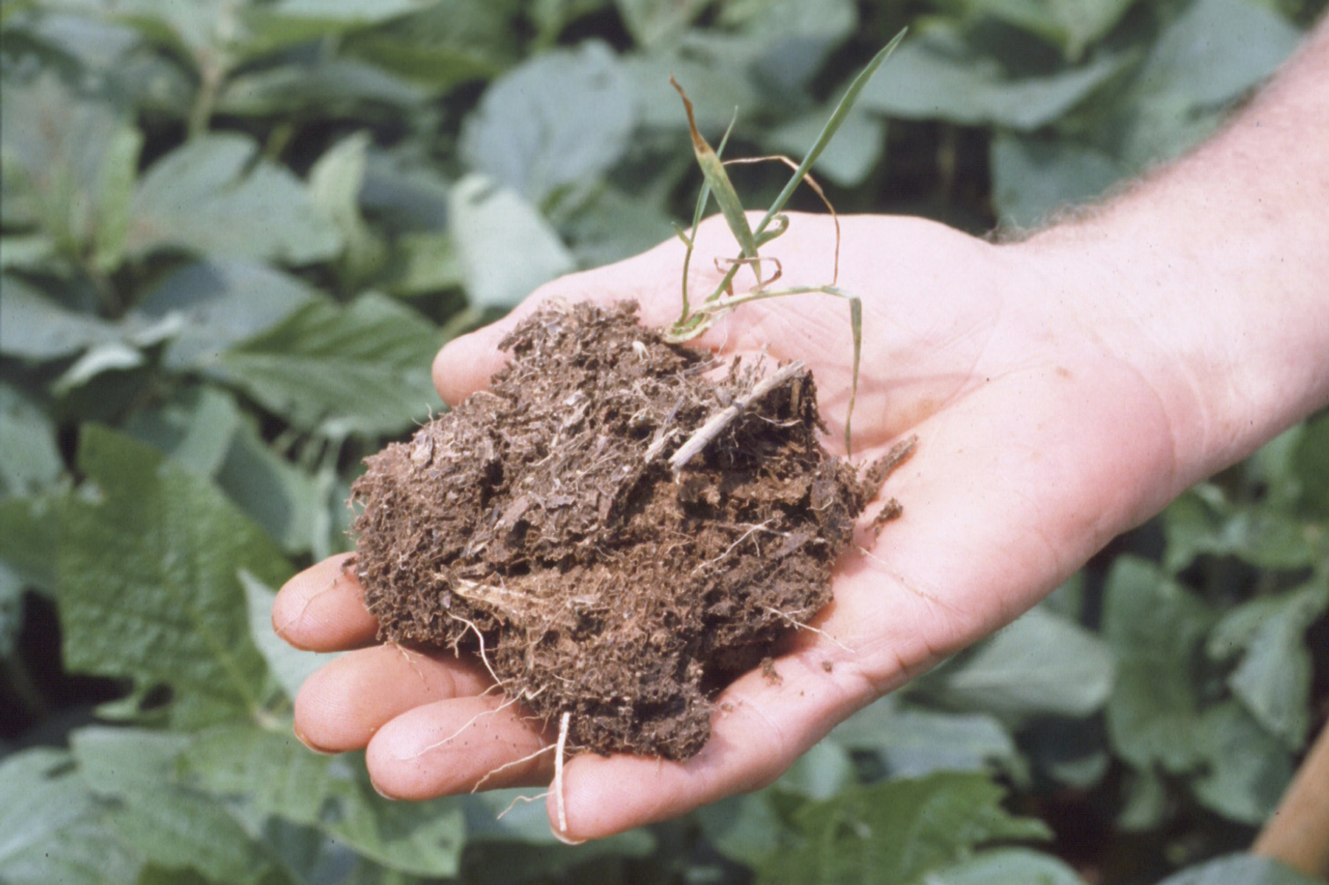 Georgia soil with high organic matter content.