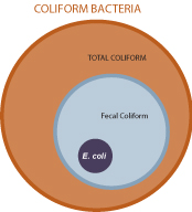 Total coliform bacteria includes fecal coliform. Fecal coliform includes E. coli.