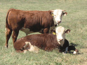 beef calves
