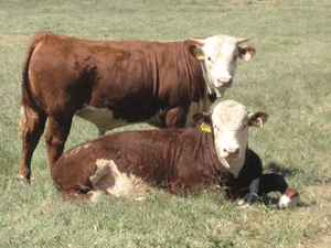 different types of beef cattle