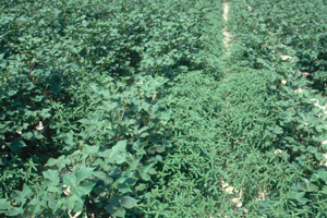 Cotton with tropic croton growing among it