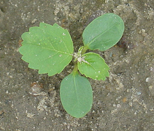 Tropic croton seedling