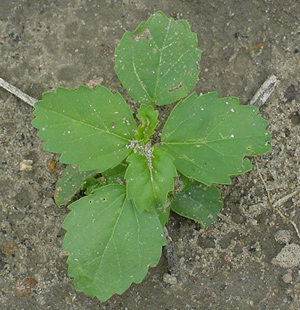 Tropic croton immature plant