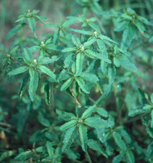 Mature tropic croton plant