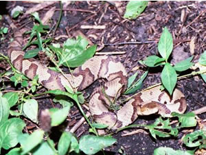northern Copperhead