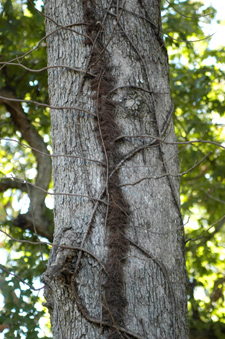 Figure 1. Poison ivy vine (Rhus radicans) with aerial rootlets
on trees.