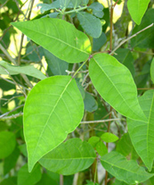 Figure 2. Poison ivy (Rhus radicans) leaf with three leaflets.