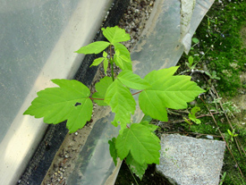 Figure 3. Box elder (Acer negundo) leaves are often confused
with poison ivy.