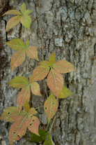 Figure 4. Virginia creeper (Parthenocissus quinquefolia) foliage
is often confused with poison ivy.