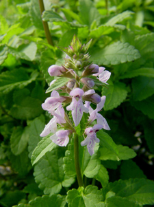 Florida betony flowers