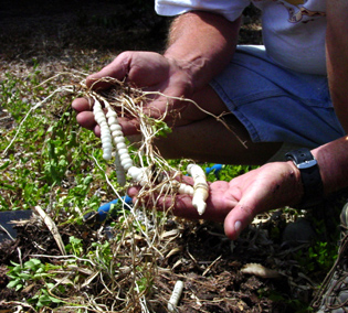 How to Kill Rattlesnake Weed?