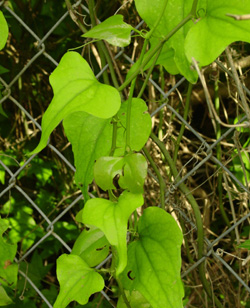 Smilax climbing vine on a fence