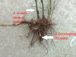 Woody stem of Smilax species and developing rhizome in the roots