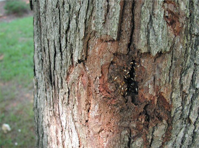 Tree with a fresh hole where something has been broken off, showing soldier termites at the hole.