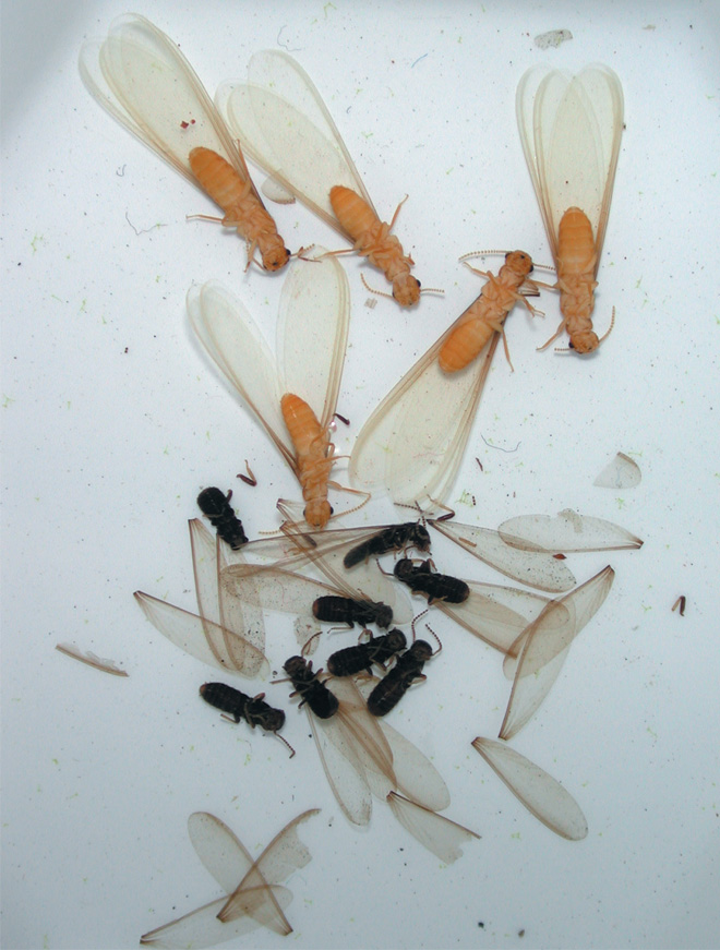 Formosan subterranean termite and native subterranean termite swarmers. The formosan swarmers are larger and lighter in color than the native ones.