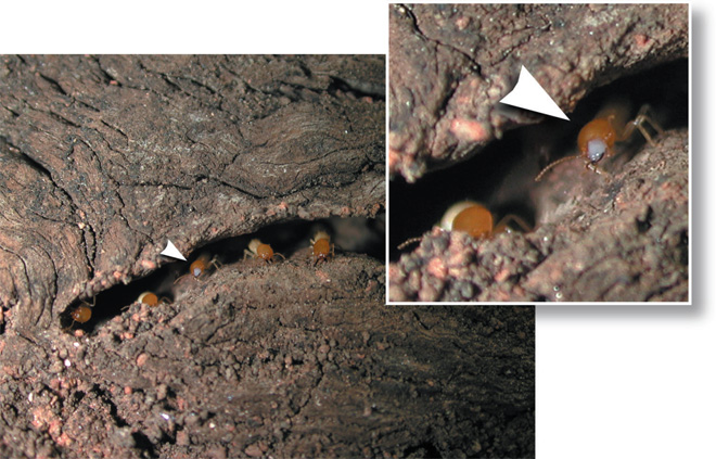 Termites in a small hole in wood with an inset close up on two of the termites.