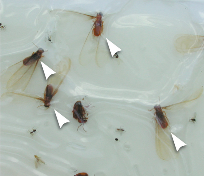 Glue trap with several insects caught on it. Several formosan termite swarmers are caught, and are marked with arrows.