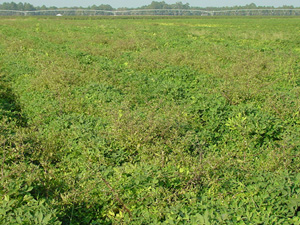 Eclipta infestation in peanut field