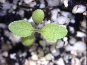 Eclipta two-leaf seedling