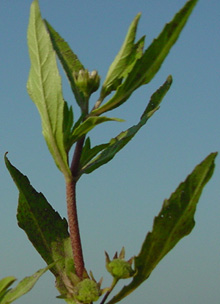 Eclipta plants